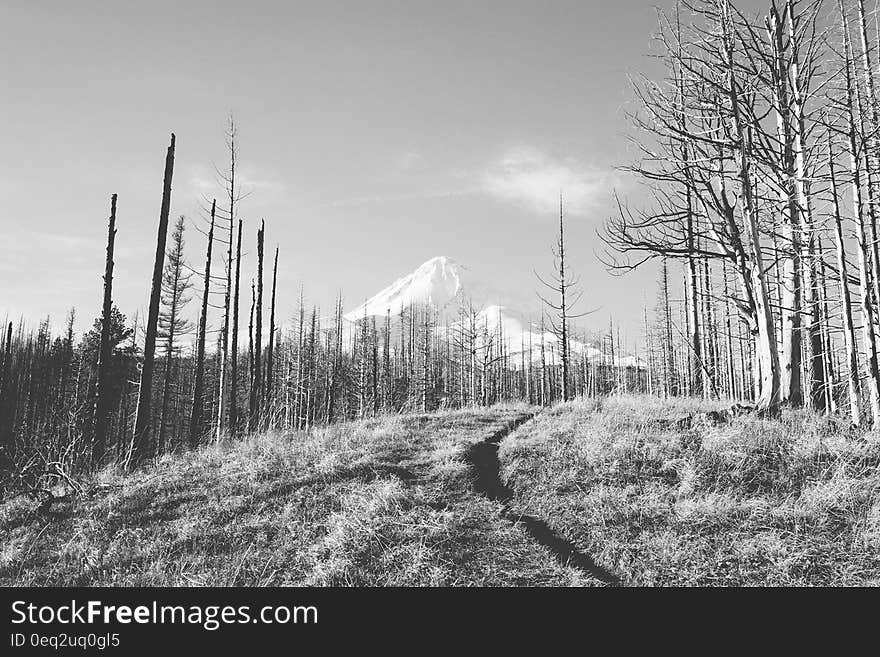 Black and white view of forest with snow covered mountain in distance. Black and white view of forest with snow covered mountain in distance.