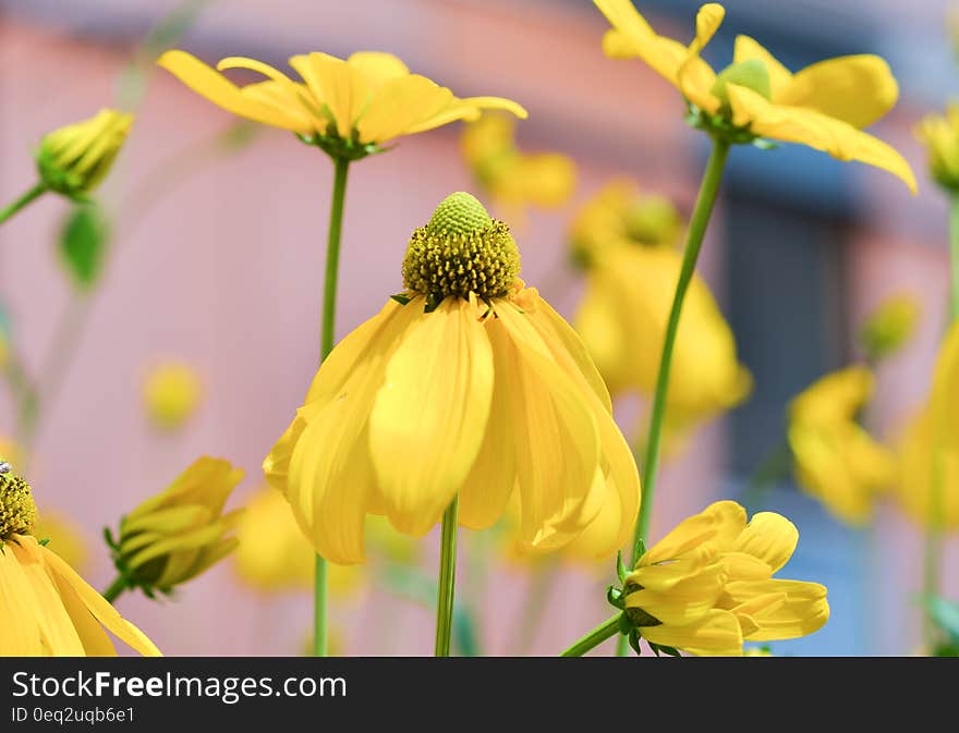 A closeup of flowers with yellow petals. A closeup of flowers with yellow petals.