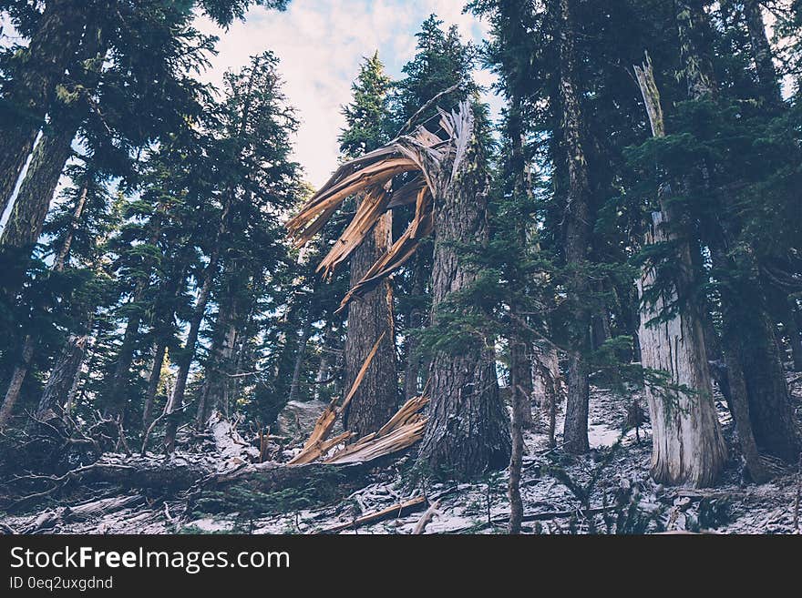 A cu tree in the forest. A cu tree in the forest