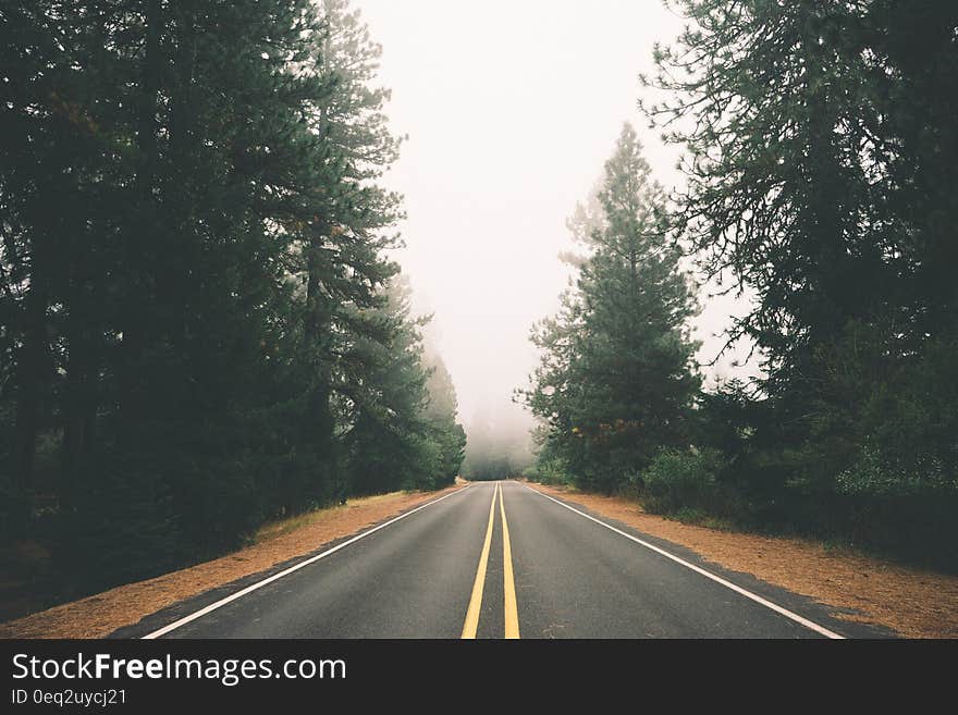 View of a road in the middle of the forest. View of a road in the middle of the forest.