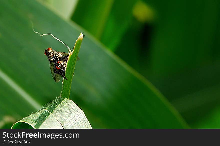 Insect macro sitting on green plant. Insect macro sitting on green plant