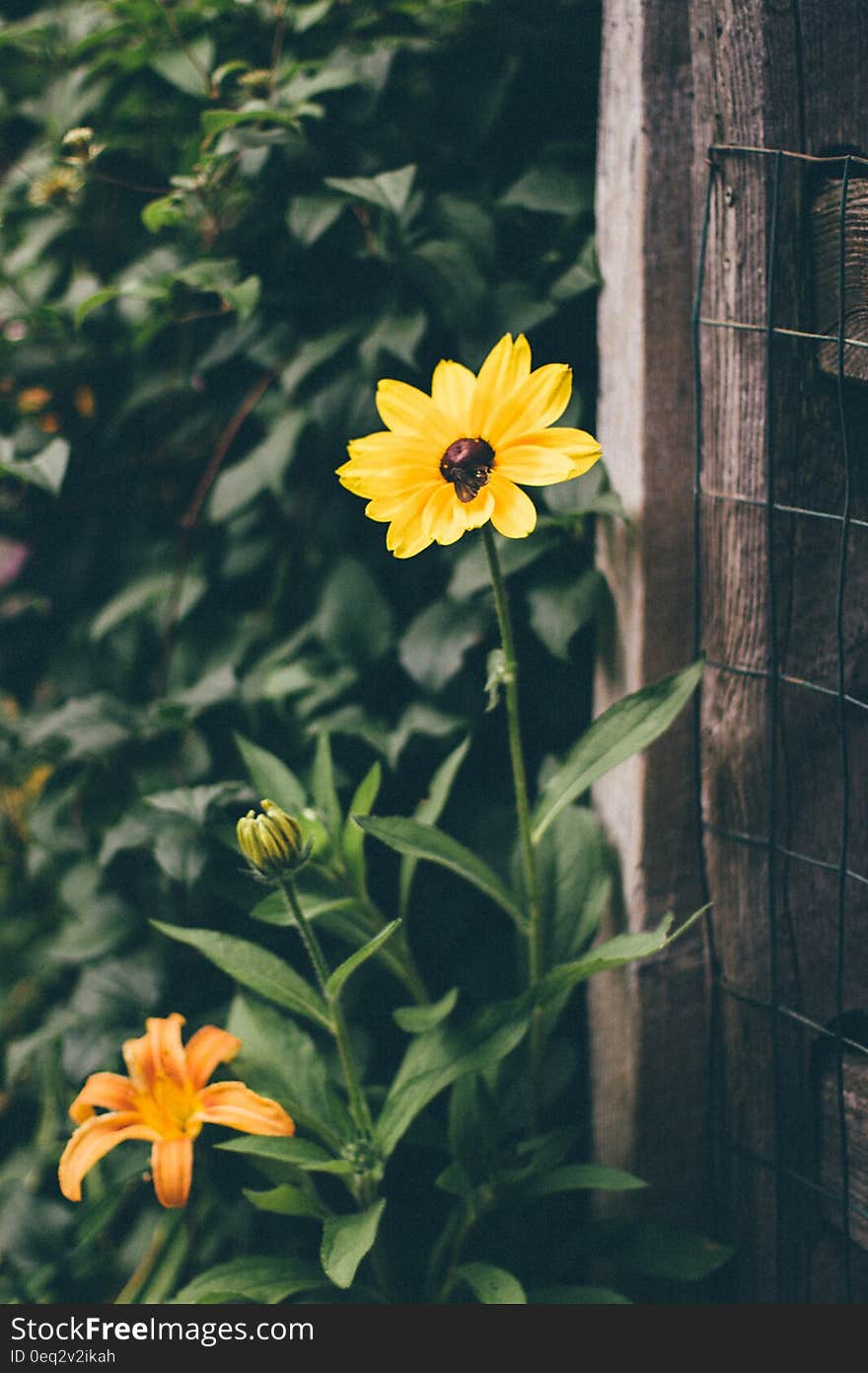 Yellow and Black Flower Infront of Brown Wood Frame Fence