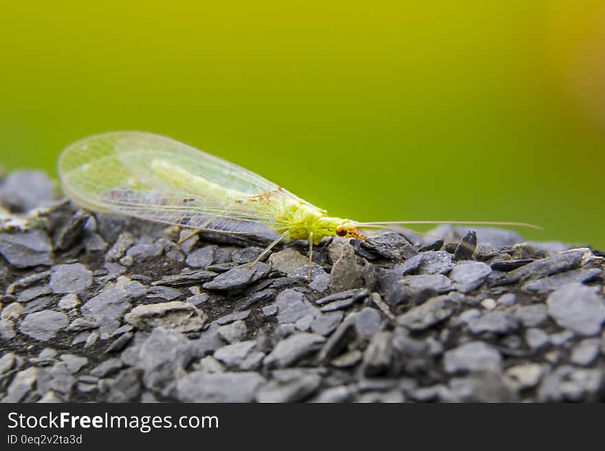 Green Small Insect on Rock