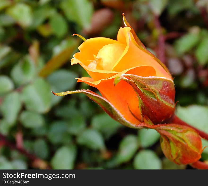 Orange blooming rose bud. Orange blooming rose bud