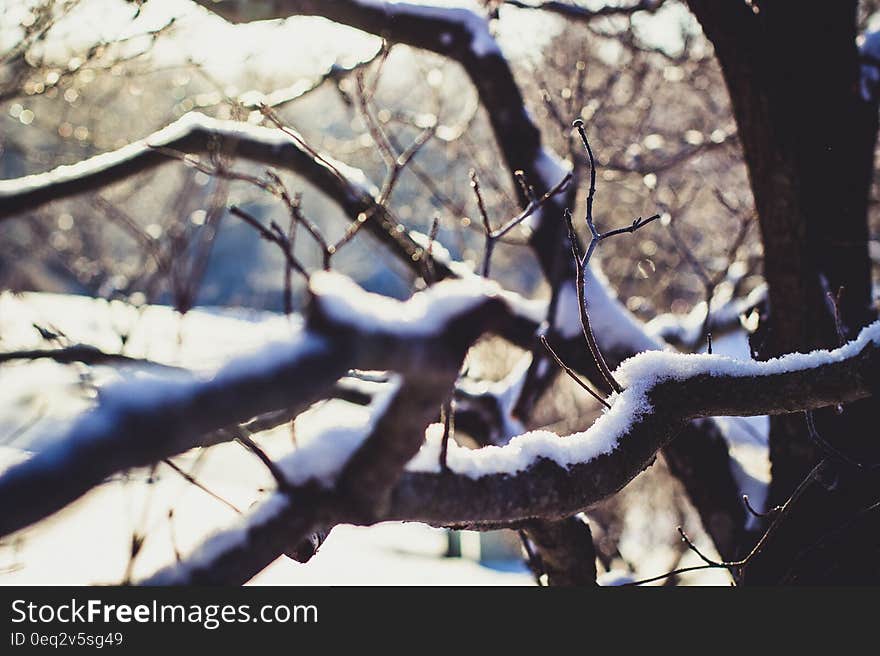 Wither Tree With Snow on Branch