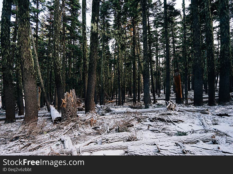 Chopped trees covered by snow in winter - deforestation.