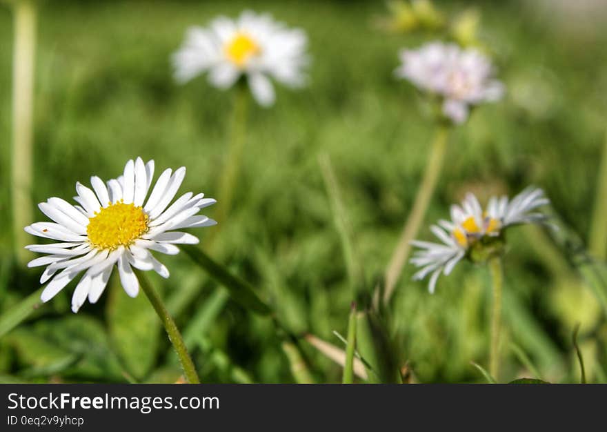 Closeup of flowers on a meadow. Closeup of flowers on a meadow.