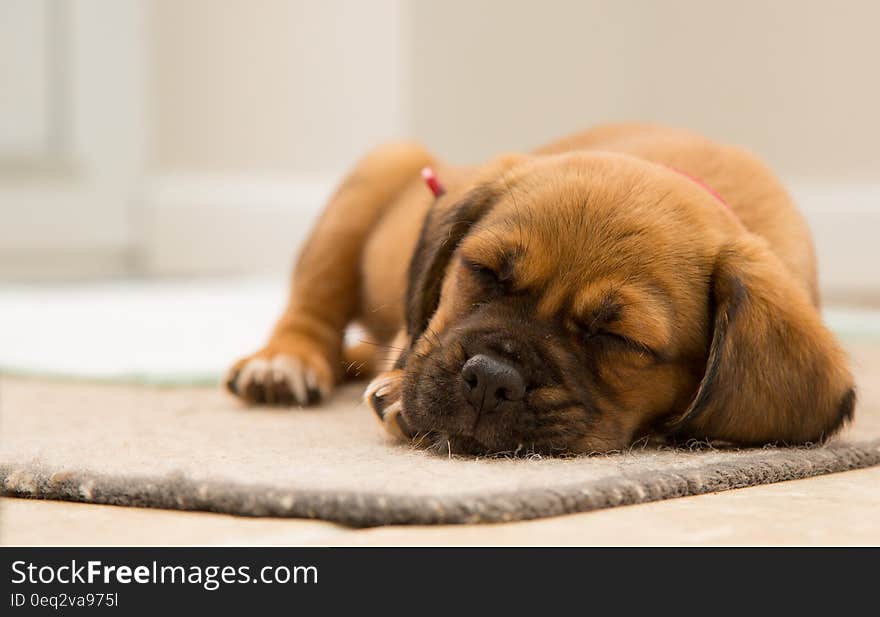 Cute puppy dog sleeping. Cute puppy dog sleeping