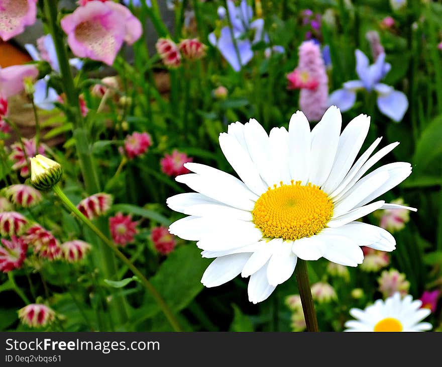 A closeup of a daisy surrounded by other flowers in the garden. A closeup of a daisy surrounded by other flowers in the garden.