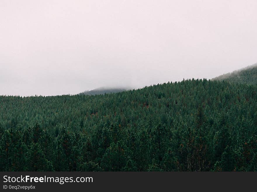 Aerial view over green foggy forest