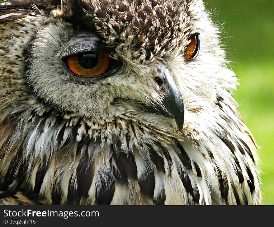 A close up of an eagle owl.