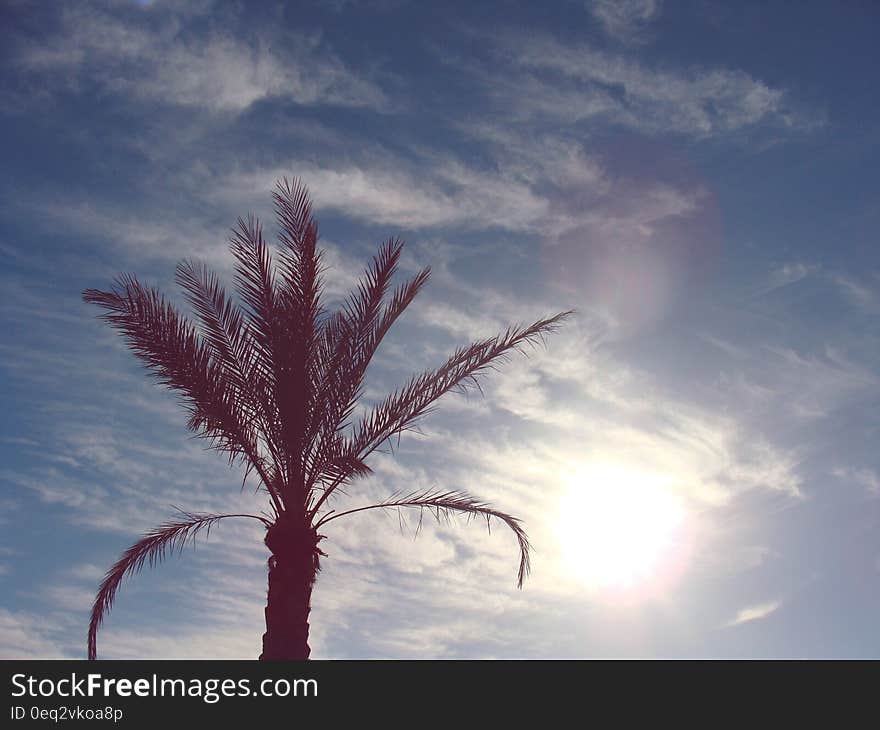 A palm photographed from distance with sky above. A palm photographed from distance with sky above