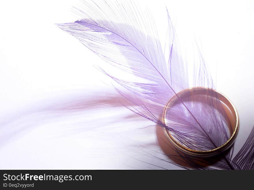 A closeup with a feather colored in violet. A closeup with a feather colored in violet.