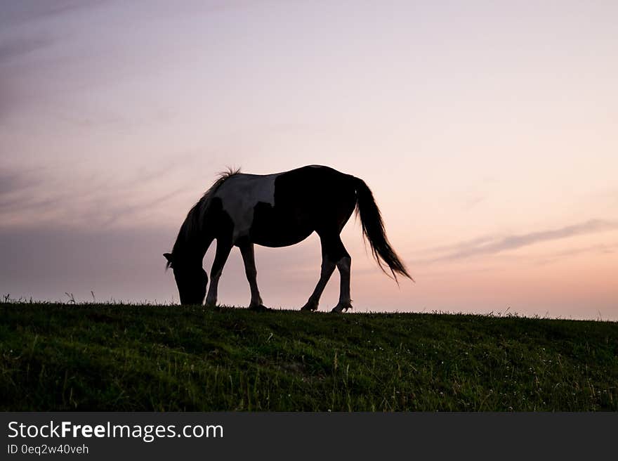 Horse grazing on pasture with sunset in the background. Horse grazing on pasture with sunset in the background.