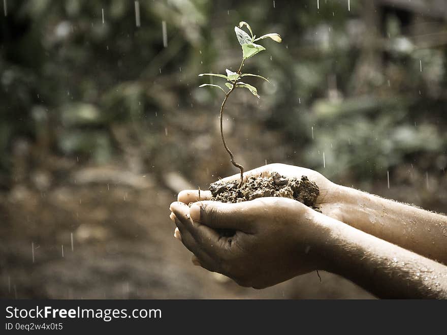 Person Handing Green Plant