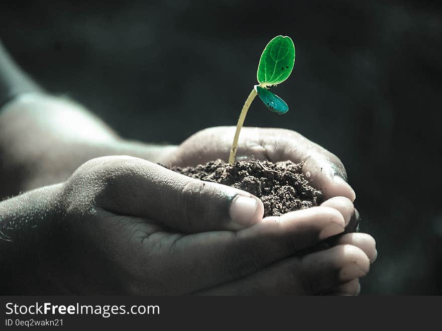 A little plant in man &#x27;s hands.