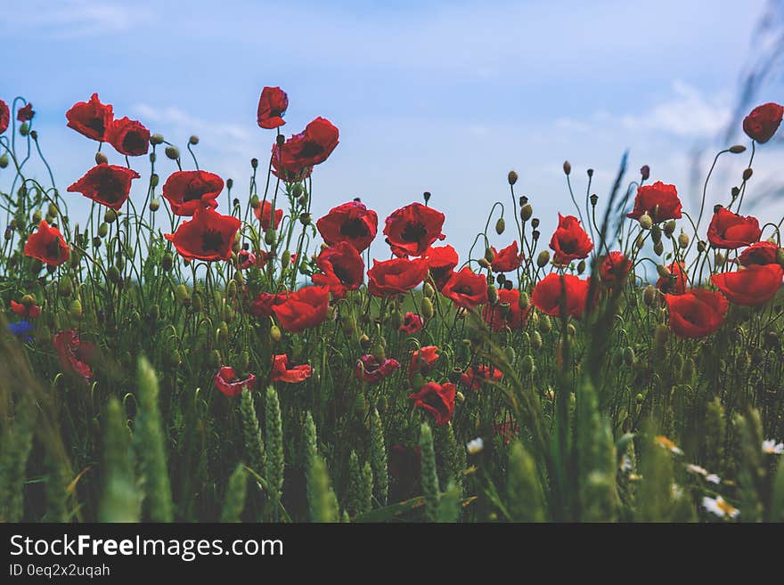 Red and Black Flower on Green Grass Under Blue Clear Sky during Daytime