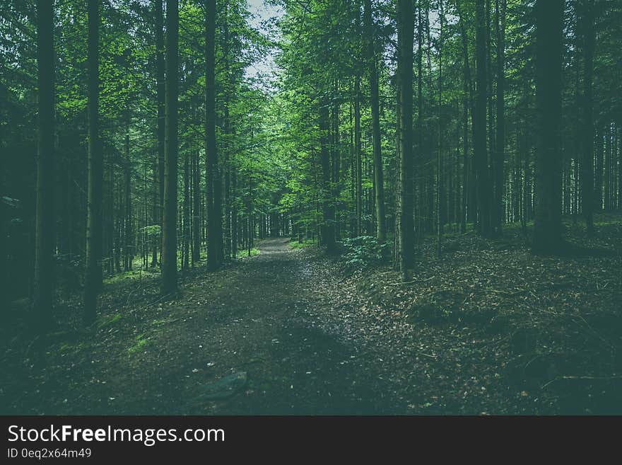 Deep dark green forest with tall trees. Deep dark green forest with tall trees