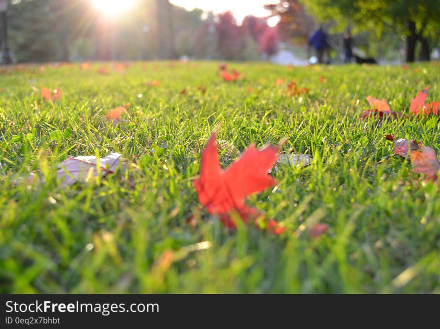 Warm sunlight and focus on autumn leaves on green grass in park.