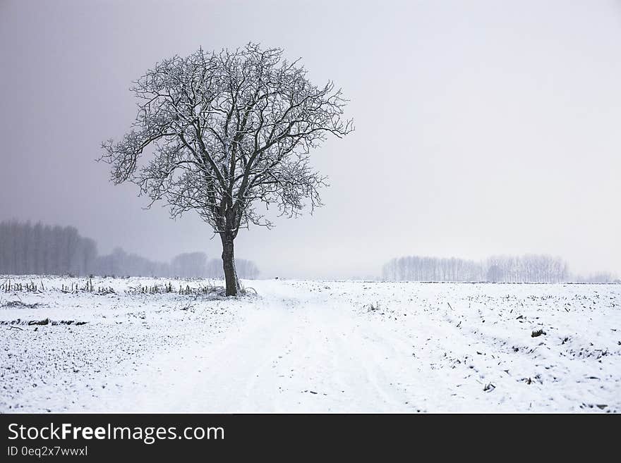 This picture features a tree in a beautiful winter setting. The single snow covered tree stands in the middle of a wide and open snow covered field. In the background behind some fog a little forest and trees are visible. This picture features a tree in a beautiful winter setting. The single snow covered tree stands in the middle of a wide and open snow covered field. In the background behind some fog a little forest and trees are visible.