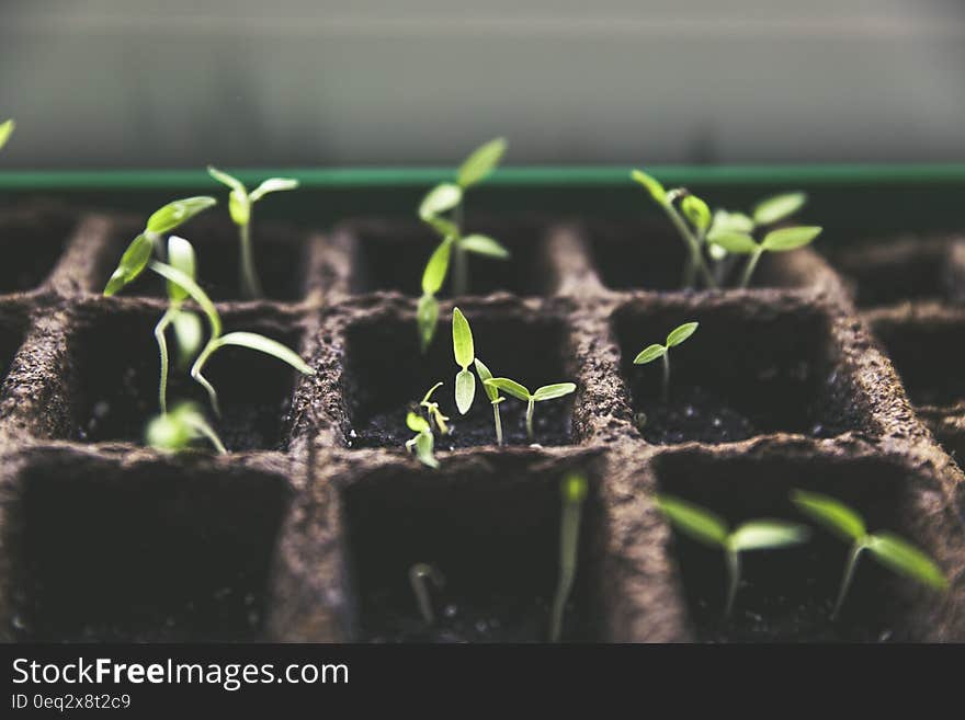 Green Plant Sprout