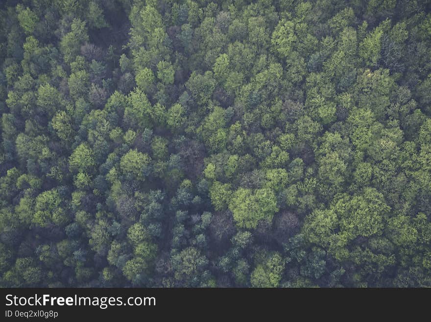 Green Trees