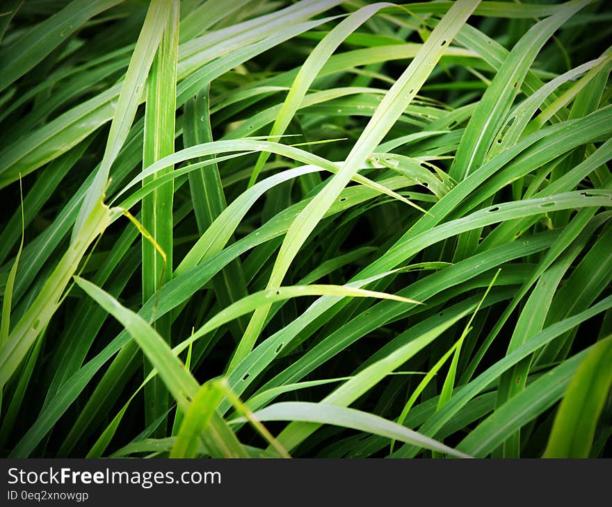 Green Tall Grass