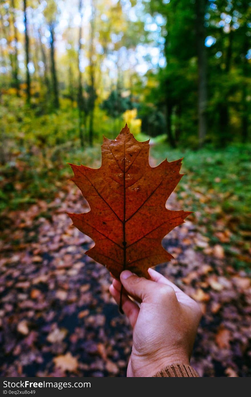 Hand holding autumn leaf in the forest