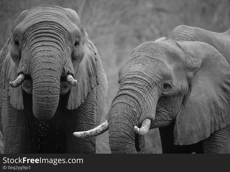 Two elephants