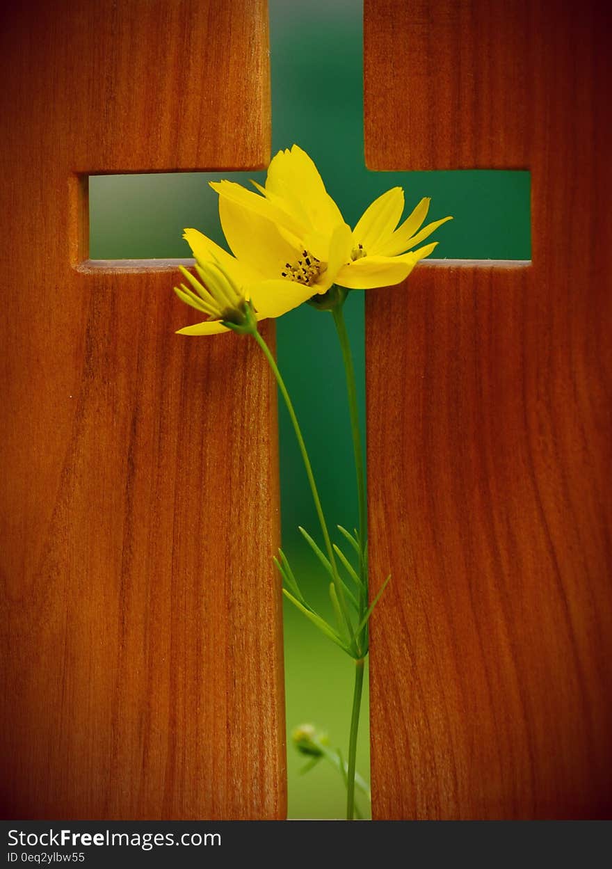 Yellow Cosmos Flower in Green Cross Wooden Decor