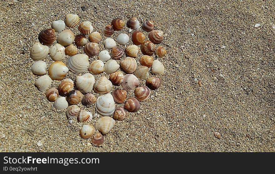 Heart Shape Sea Shells on Brown Beach Sand