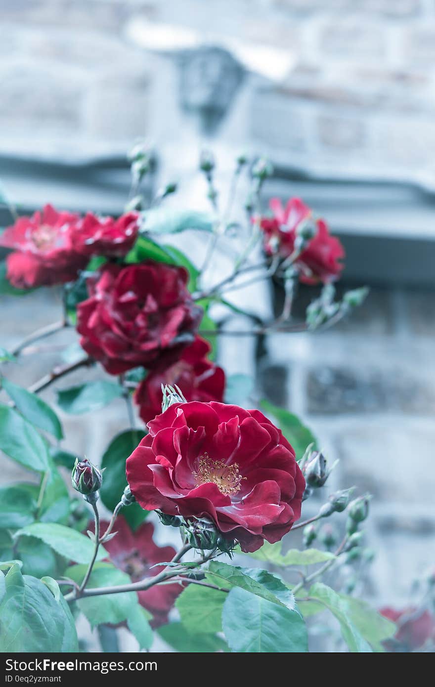 Selective Focus Photography of Red Rose