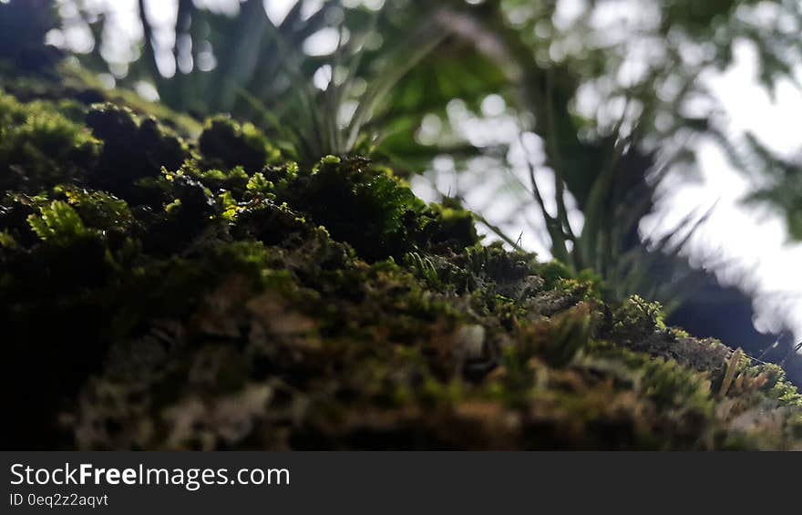 Green Grass Close Up Photo