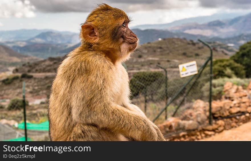 Brown Monkey Sitting on Ground