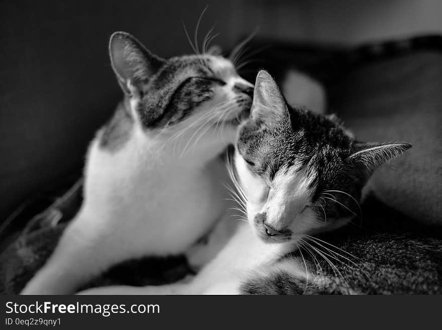 Cats in Gray Scale Photo