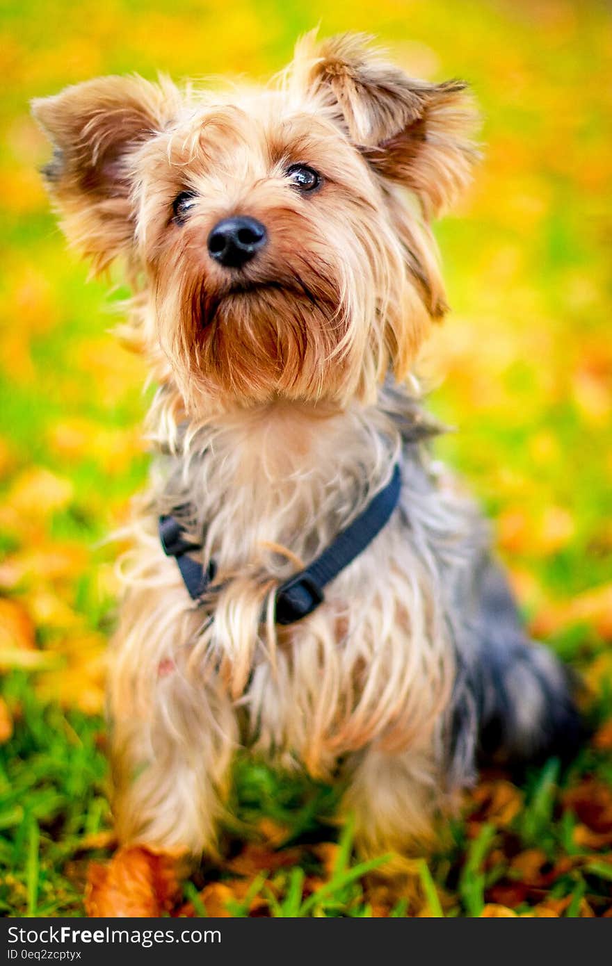 Cute Yorkshire Terrier dog outdoor in autumn