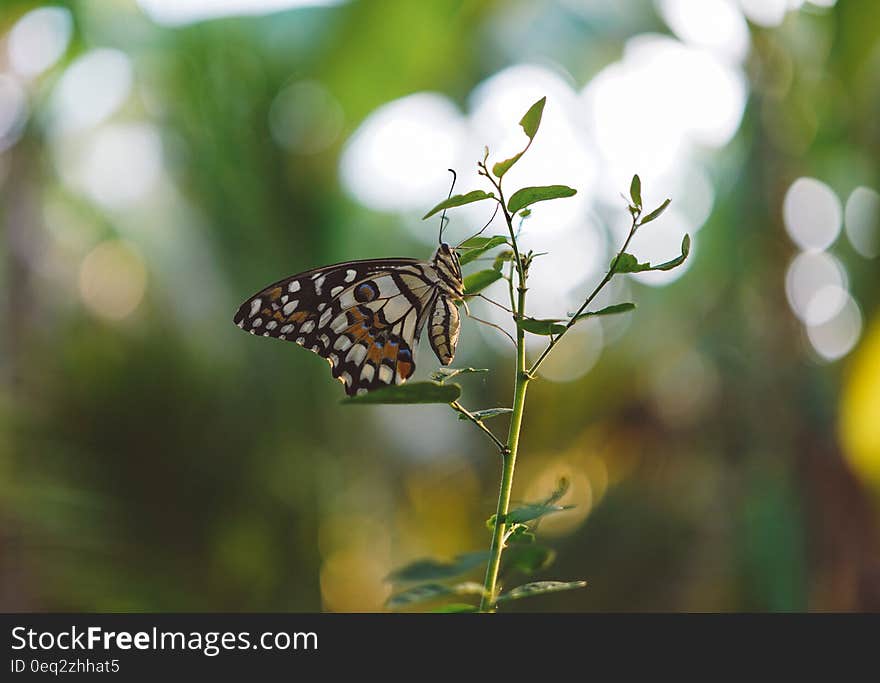 Brown Black White Butterfly on a Green Leaf Plant Close Up Photography