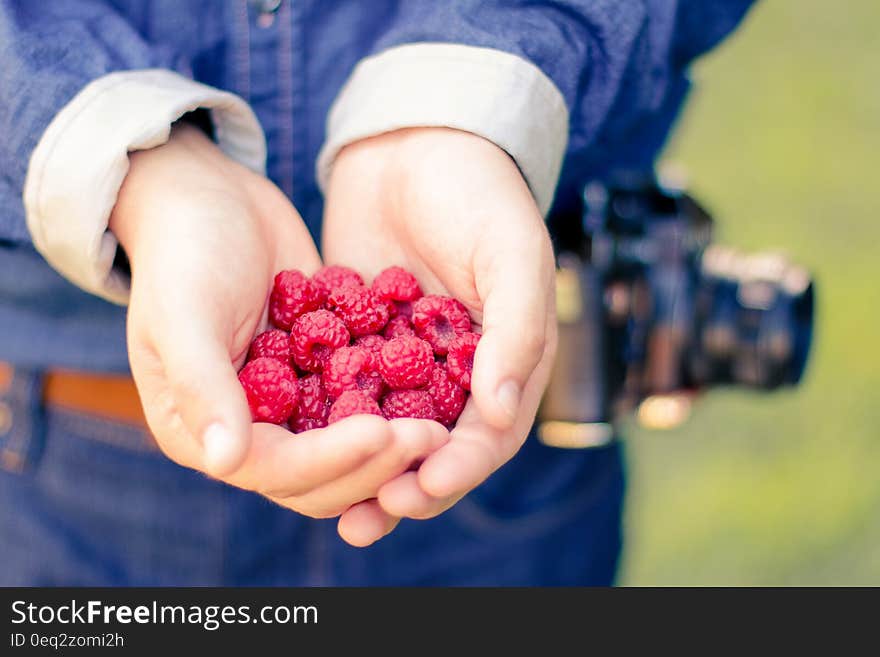 Person &#x27;s hand holding raspberries. Person &#x27;s hand holding raspberries.