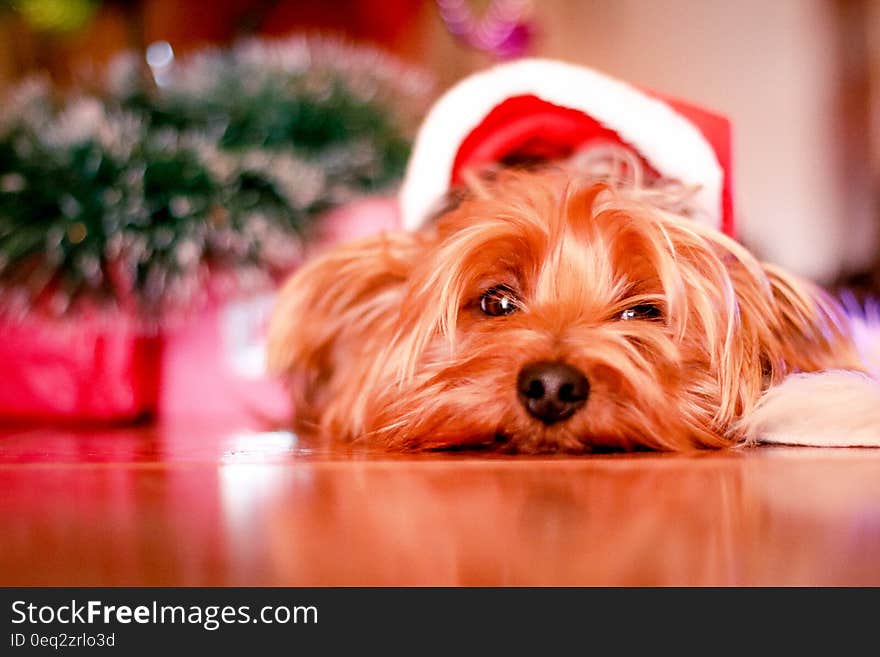 A yorkshire dog with Santa &#x27;s hat. A yorkshire dog with Santa &#x27;s hat.