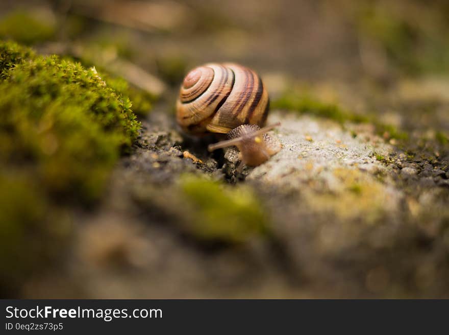 Snail on mossy ground closeup. Snail on mossy ground closeup.