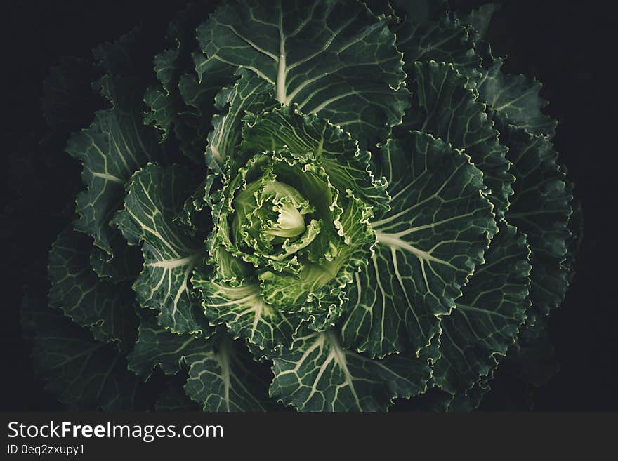 Green Leafed Plant