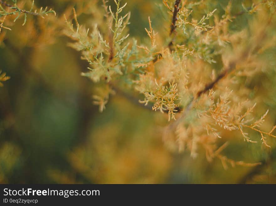 A closeup of a tree branch