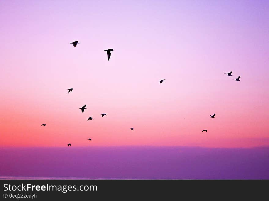 Flock of birds flying at sunset.