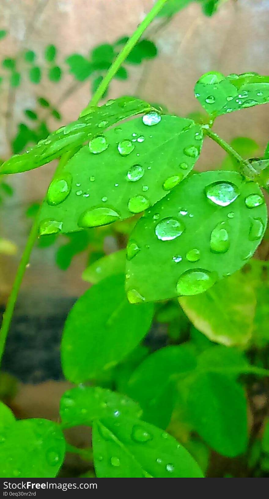 Green Leaf Plant With Water Droplets during Daytime