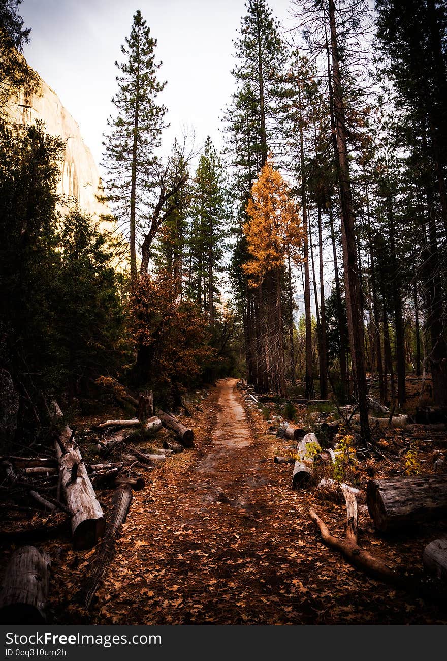 Pathway Surrounded by Logs