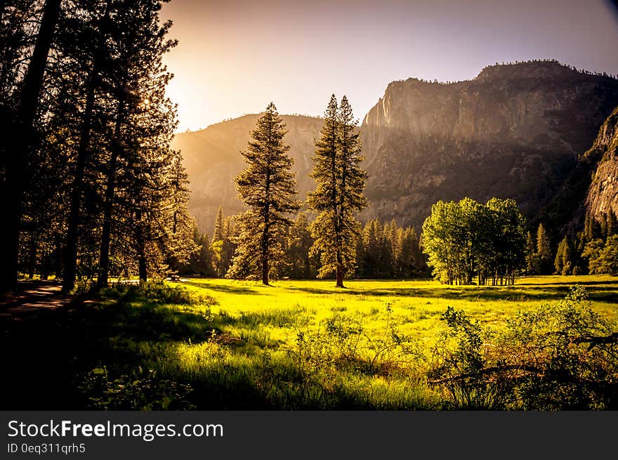 Green Grass Field and Green Tress during Day Time