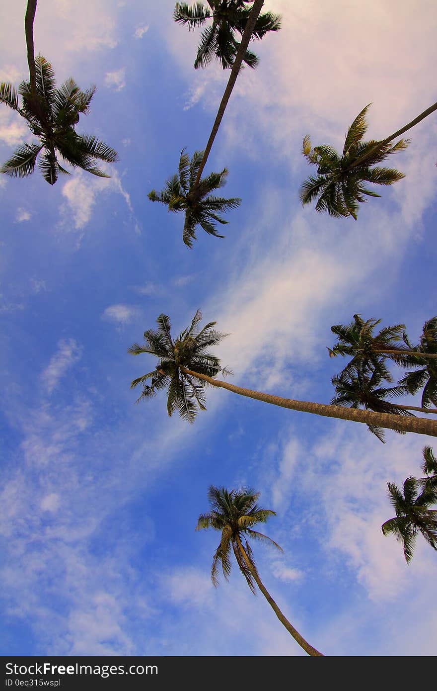 Bottom View of Palm Trees