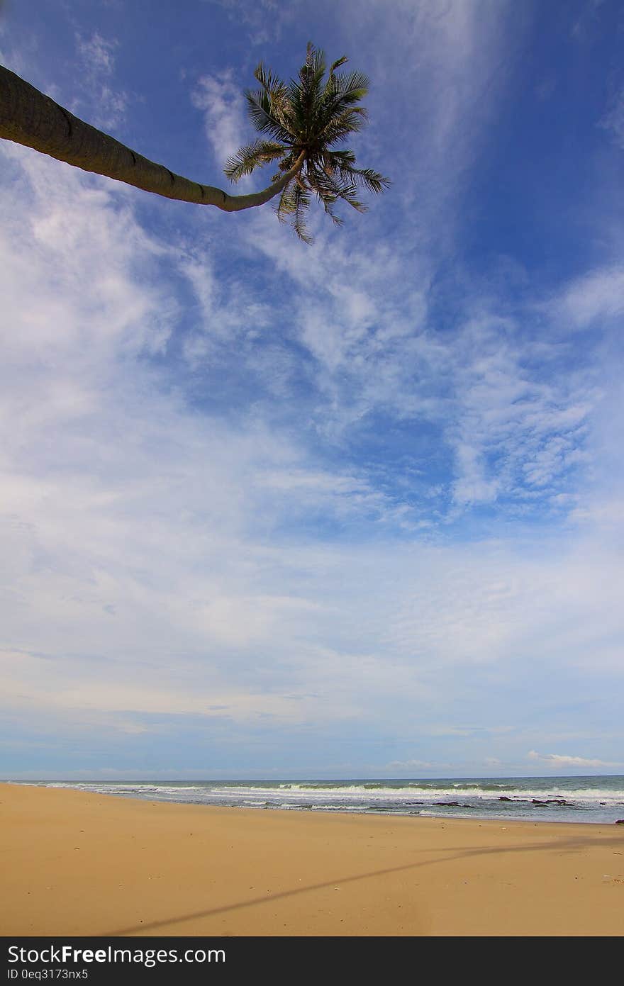 Coconut Palm Tree Near Seawater Waving on Sand Under Blue Sky and White Clouds during Daytime