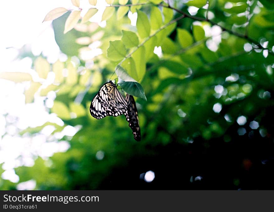 Black and White Butterfly on Brown Tree Branch