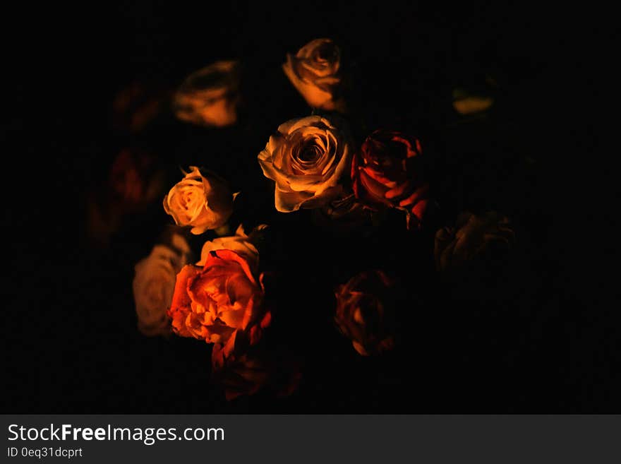 White and Red Roses